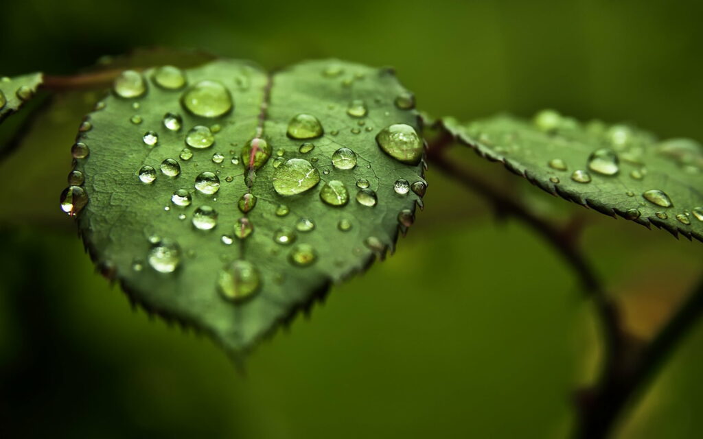 Refreshing Shades of Green: An HD Wallpaper Featuring Captivating Water Leaves