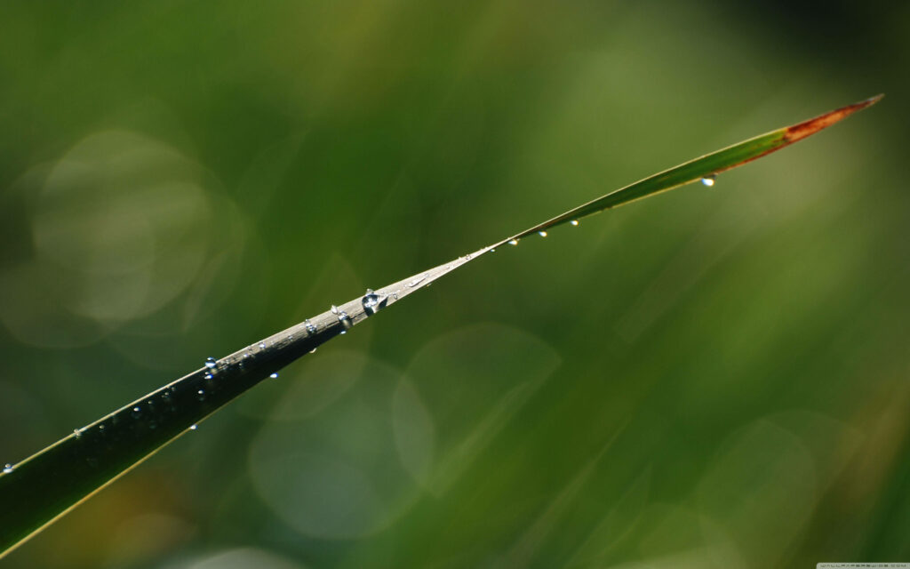Macro close-up of dew-covered grass blade with soft bokeh background minimalist nature wallpaper