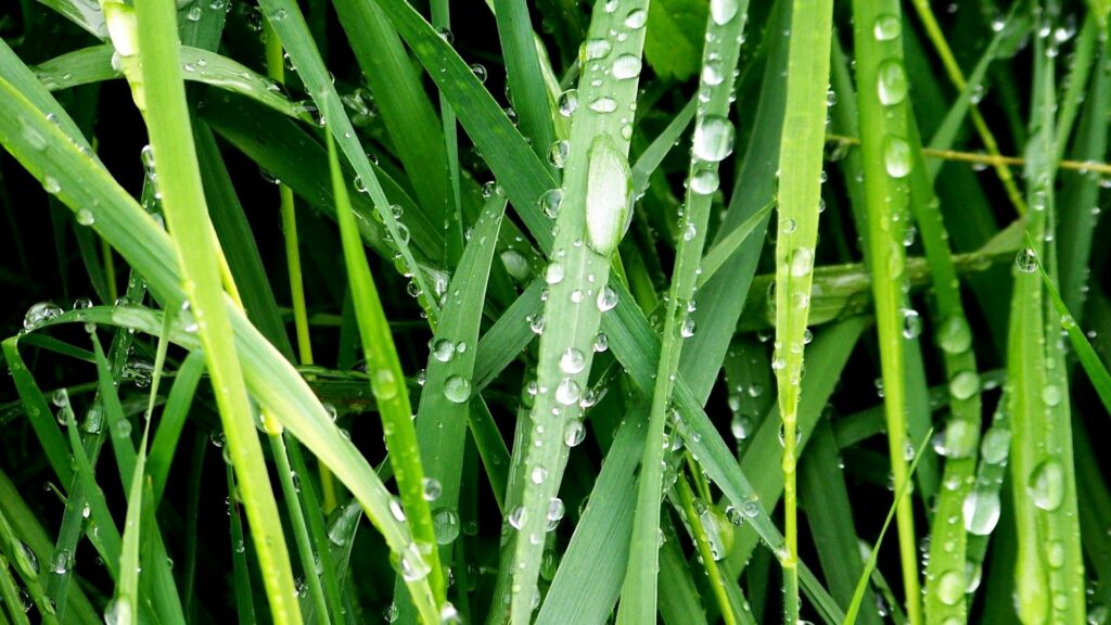 Morning Dew Drops on Green Grass - Nature's Tranquil Wallpaper