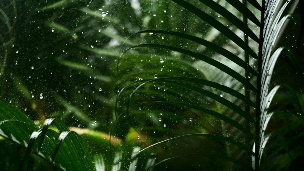 Emerald Rain: Glistening Glass Drops Adorning Lush Green Leaves in the Serene Lap of Nature - Enchanting HD Wallpaper