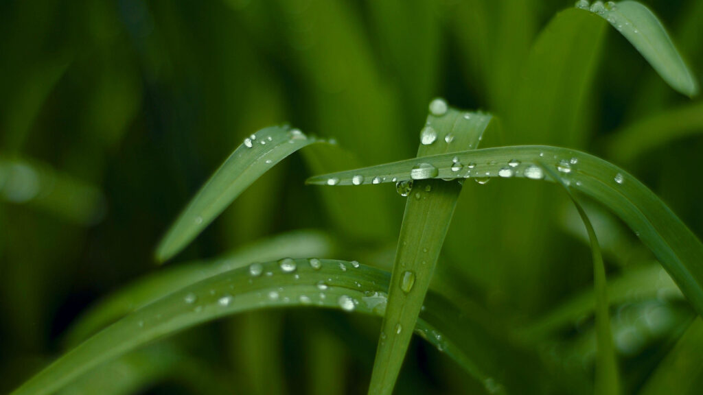 Raindrop Jewels: The Mesmerizing Delicacy of Fresh Green Grass Wallpaper
