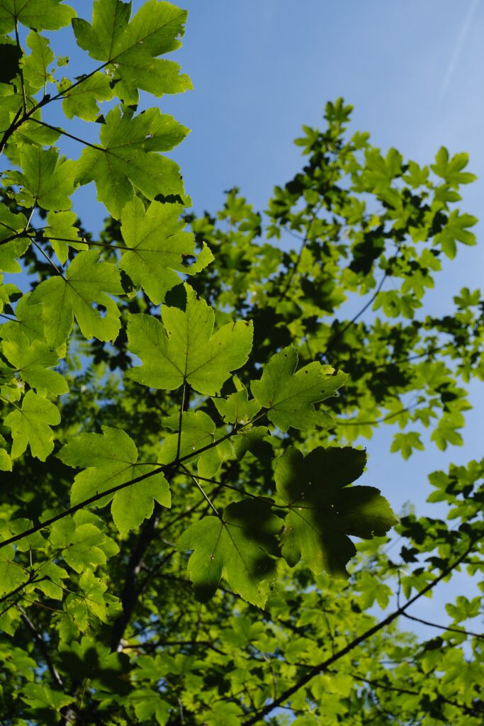 Vibrant spring wallpaper with lush green leaves and delicate branches against blue sky background