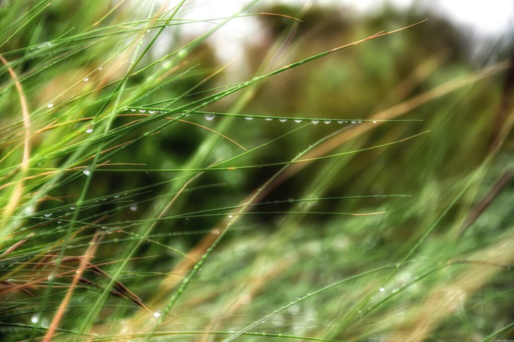 Serene Summer Wallpaper: Fresh Green Grass with Dewdrops