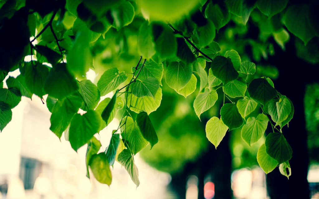 Refreshing Summer Wallpaper: Lush Green Tree & Sunlit Leaves