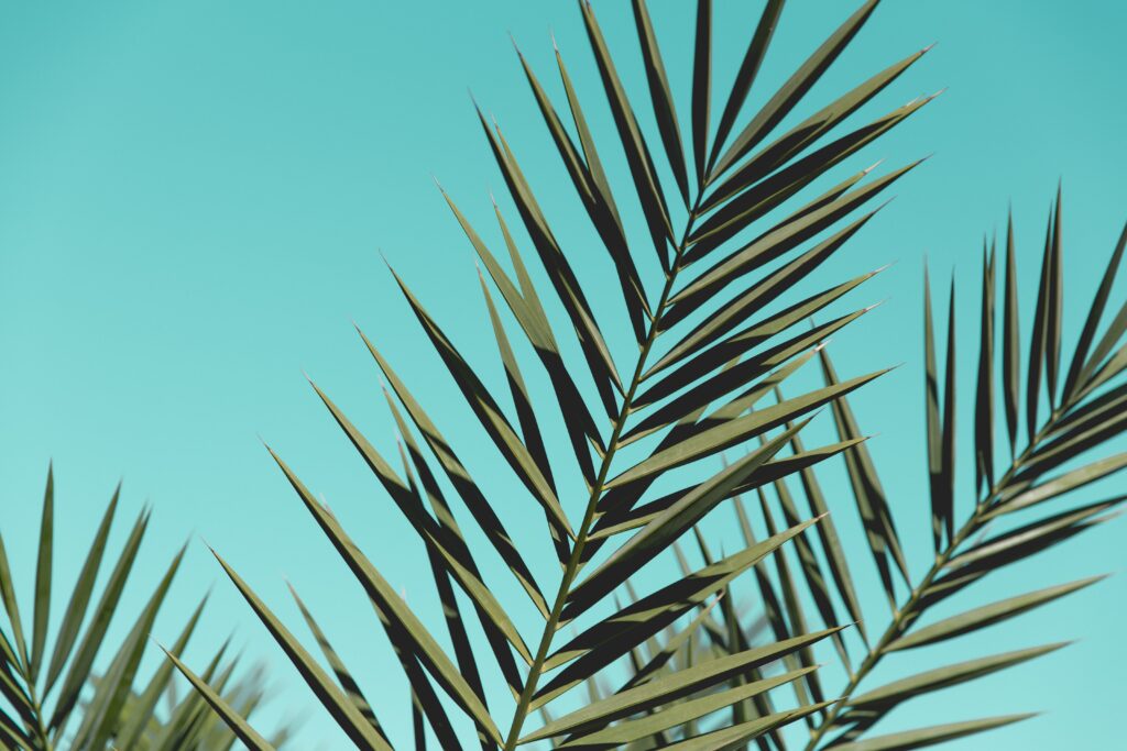 Sharp green palm leaves against vivid blue sky tropical wallpaper background with fresh vibe