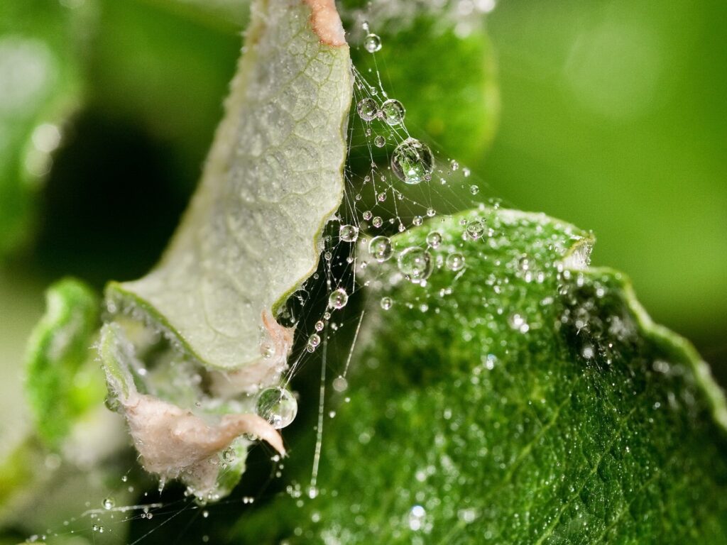 Glossy Dew Drops on Green Leaves - Nature Wallpaper Background