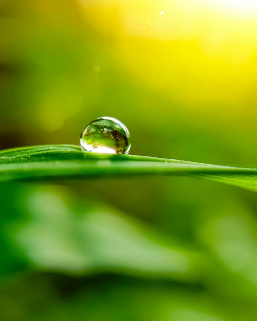Serene Water Droplet on Leaf - Macro Nature Wallpaper Background