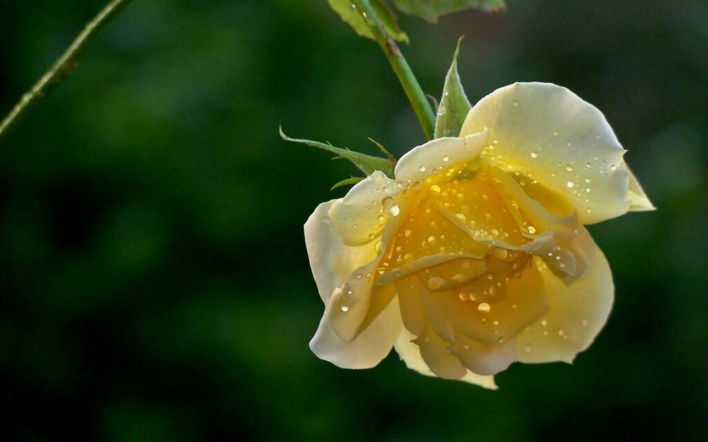 Beautiful Yellow Rose Bud with Dew Drops - Serene Wallpaper Background