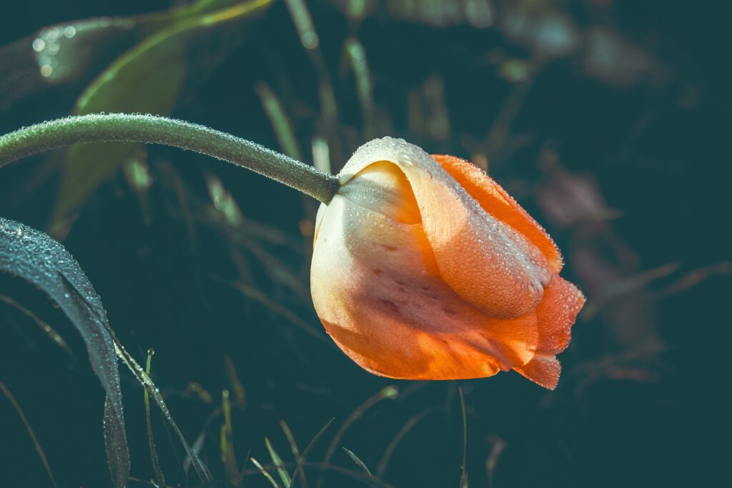 Vibrant Yellow Tulip with Dewdrops - Serene Wallpaper Background