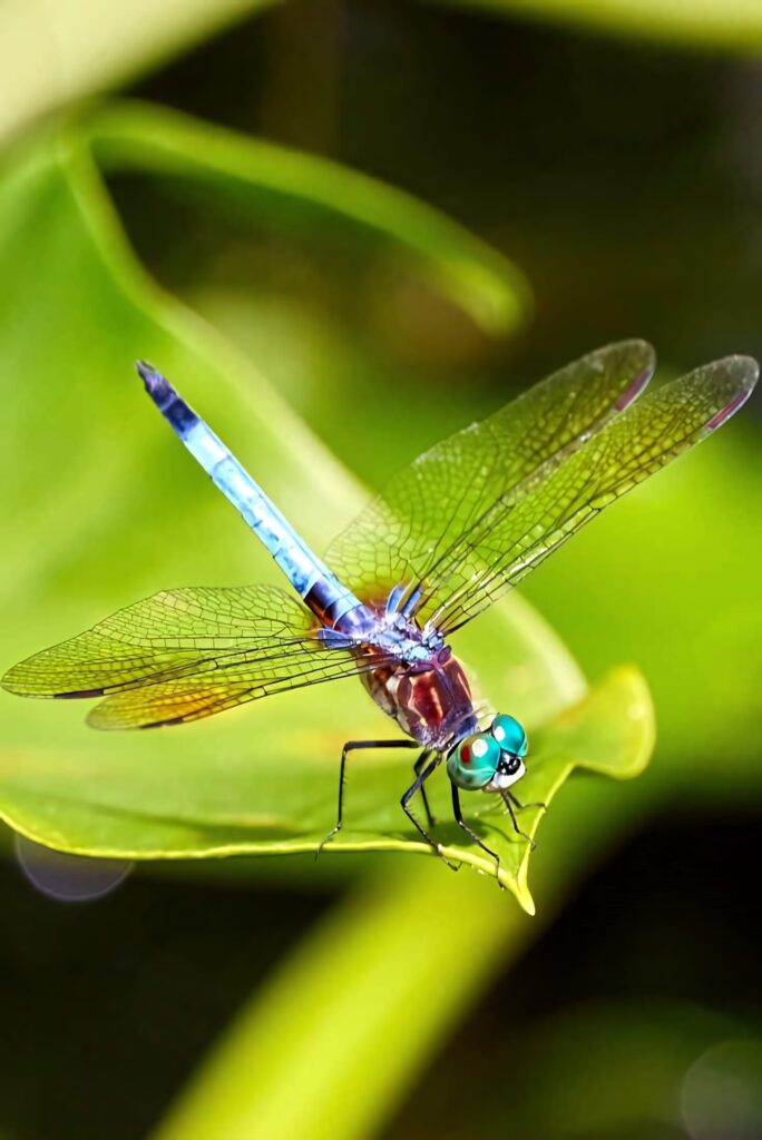 Regal Blue Dragonfly on Green Leaf - Stunning Wallpaper Background