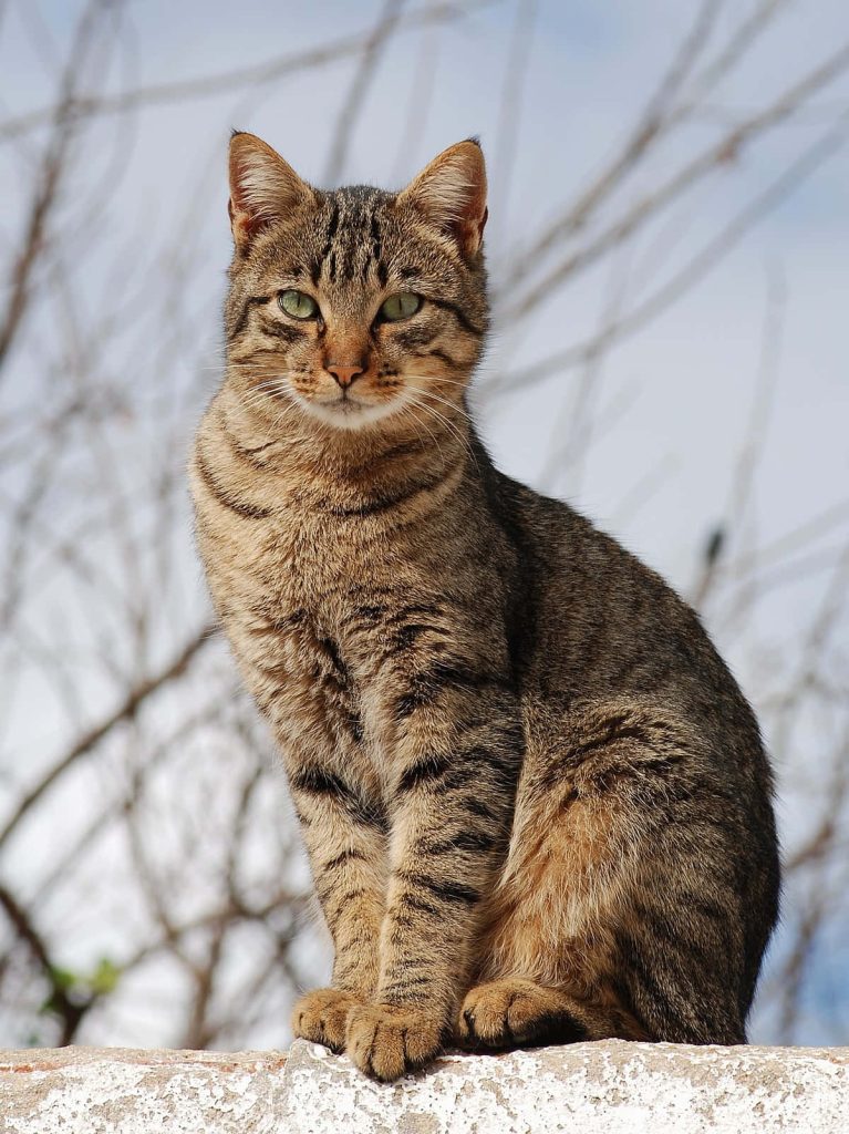 Brown tabby cat with intense gaze and detailed fur sitting calmly in bright natural light Wallpaper