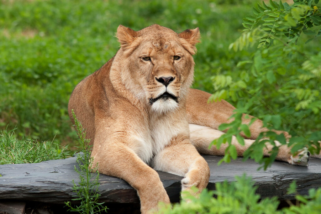 Majestic Female Lion Wallpaper with Lush Greenery Background