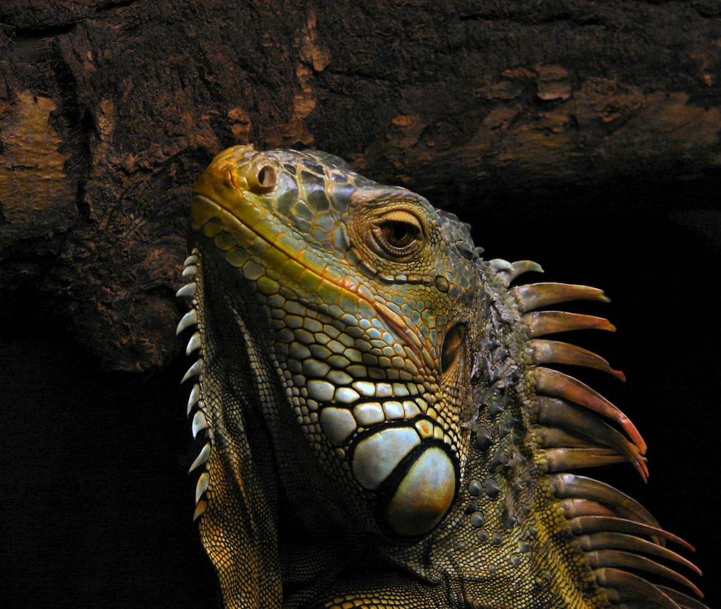 Green iguana close-up showing detailed scales and sharp spikes on dark moody background wallpaper