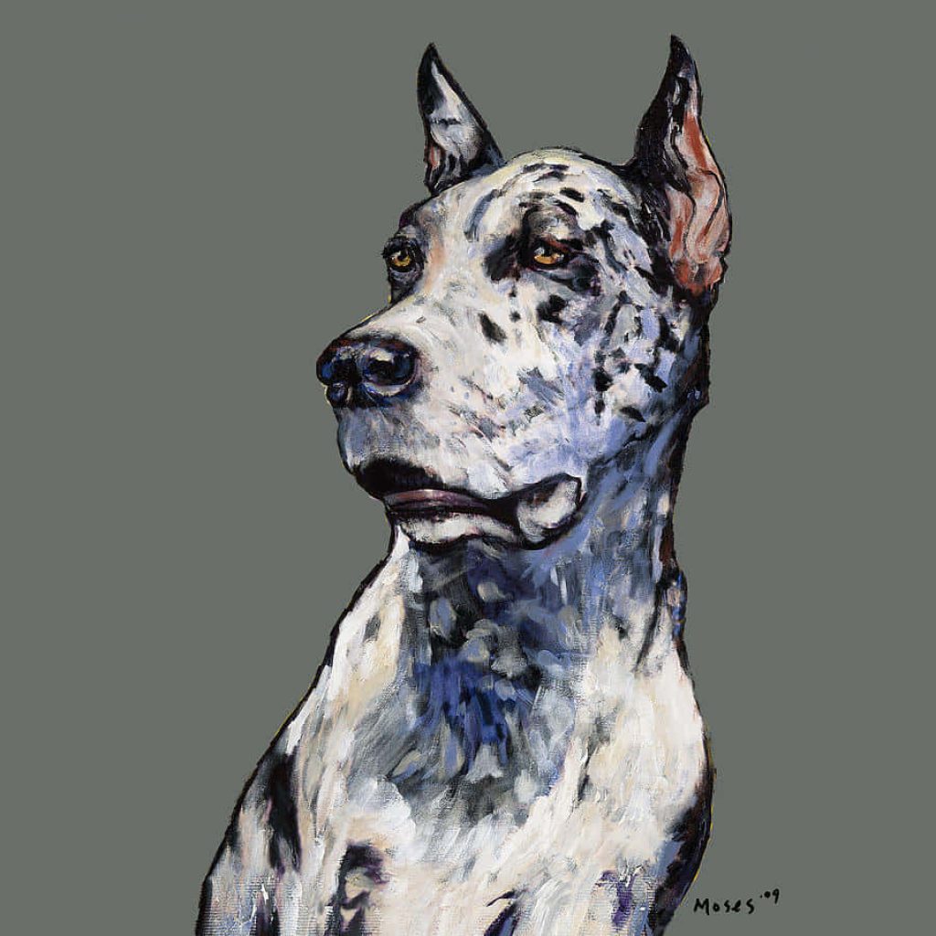 Harlequin Great Dane portrait painting with textured brushstrokes on grey background wallpaper