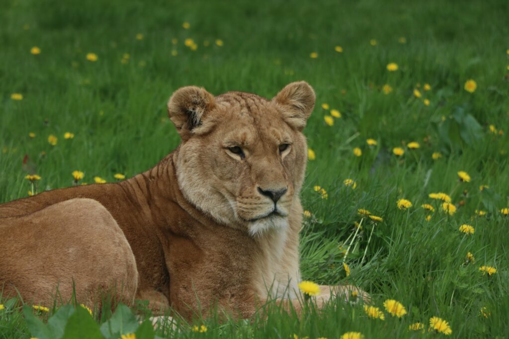 Regal Lioness Wallpaper: Graceful Predator on Lush Green Background