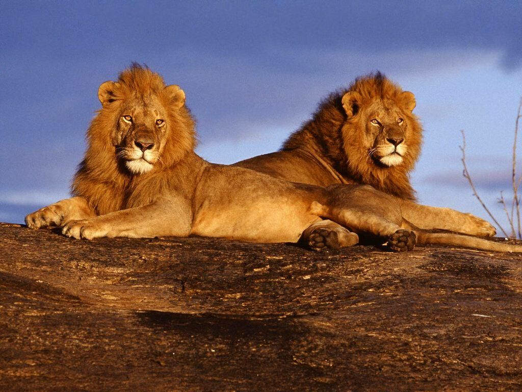 Regal Companion: Majestic Lions Basking in Sunlight - Animal Planet Background Photo Wallpaper