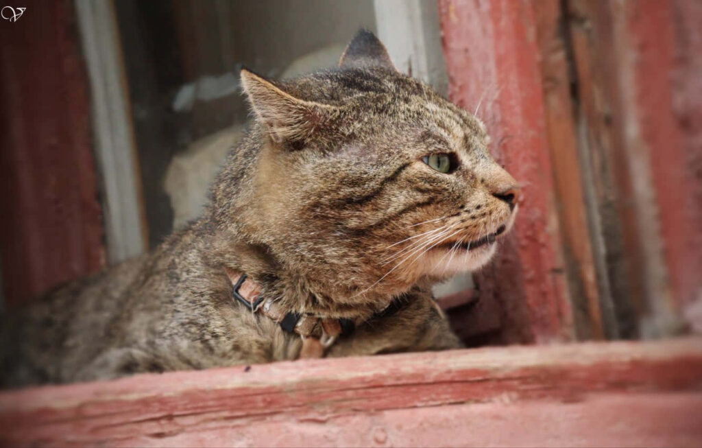 Regal Tabby Cat on Windowsill: Majestic Wallpaper Background