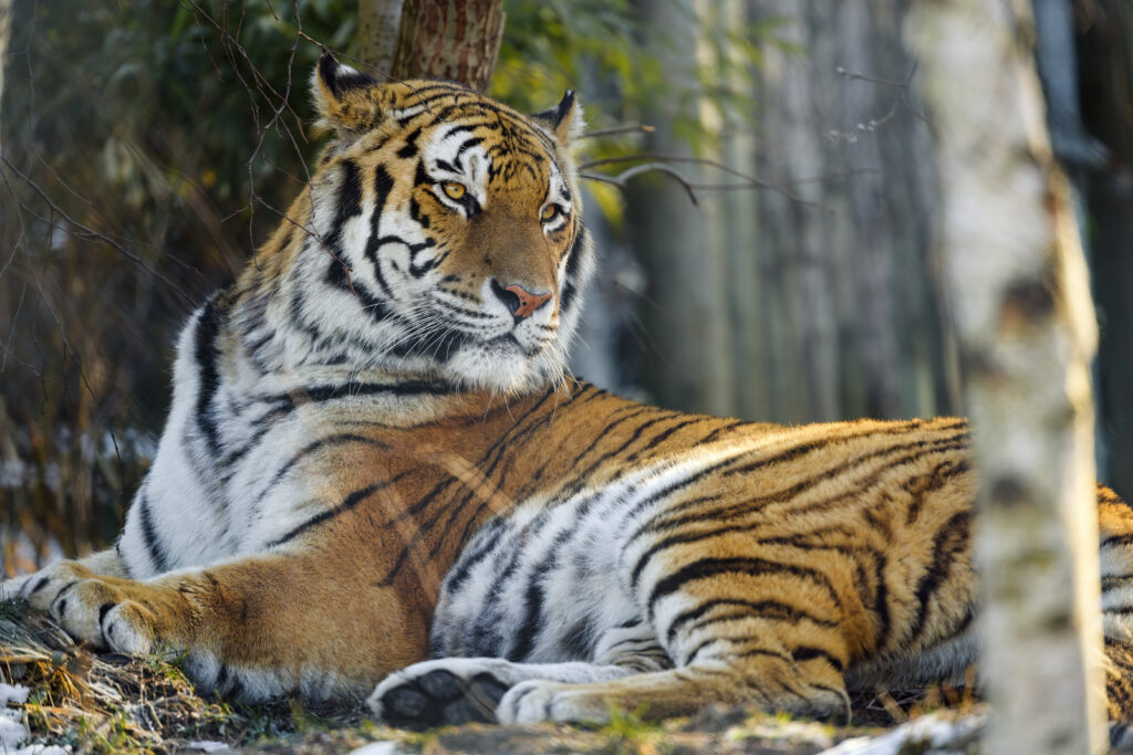 Majestic Tiger Wallpaper: Powerful Predator in Natural Setting