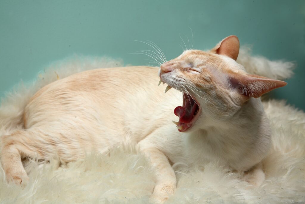 Relaxed Aggression: Cream Cat Yawning on Wool Rug - Pastel Background Wallpaper