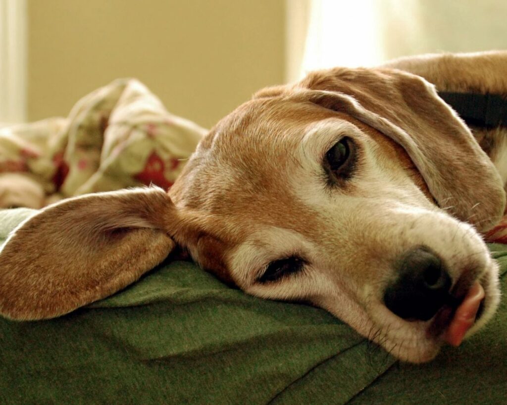 Tranquil American Foxhound Wallpaper: Soft Ears & Muzzle Close-Up