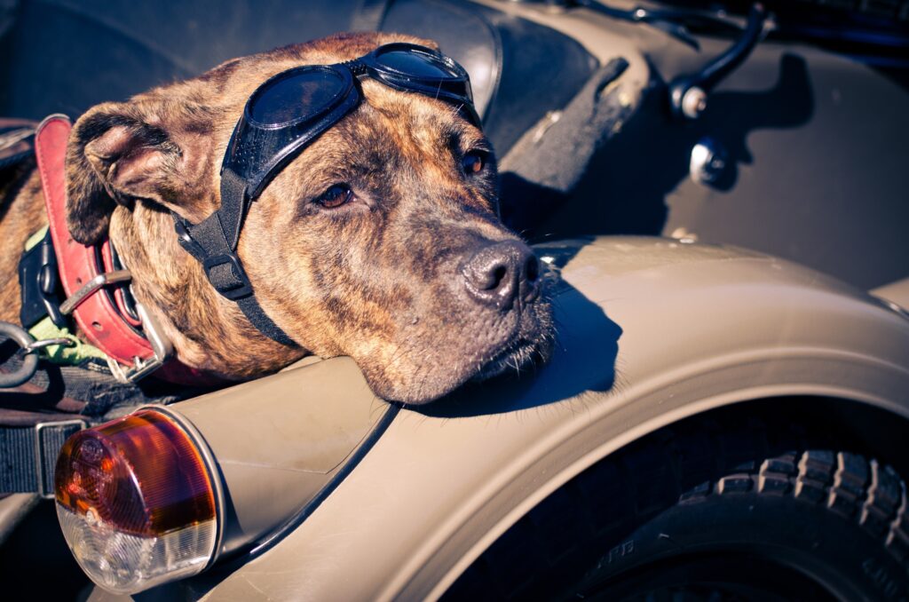 Chill Amstaff in Goggles on Classic Motorcycle - Laid-Back Adventure Wallpaper