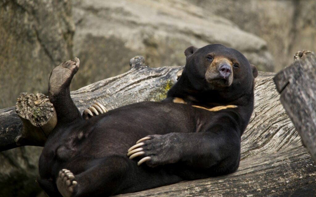 Tranquil Bear Lounge Wallpaper: 1920x1200 Wilderness Scene
