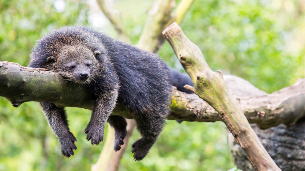 Relaxed binturong resting on tree branch amid lush green foliage peaceful natural scene Wallpaper