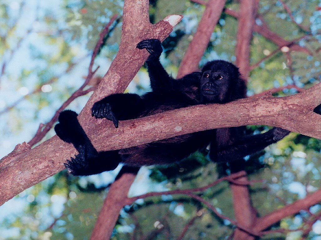 Tranquil Black Monkey in Lush Forest - Nature Wallpaper
