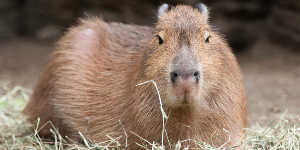 Brown capybara resting on dry grass with detailed textured fur in soft natural colors wallpaper