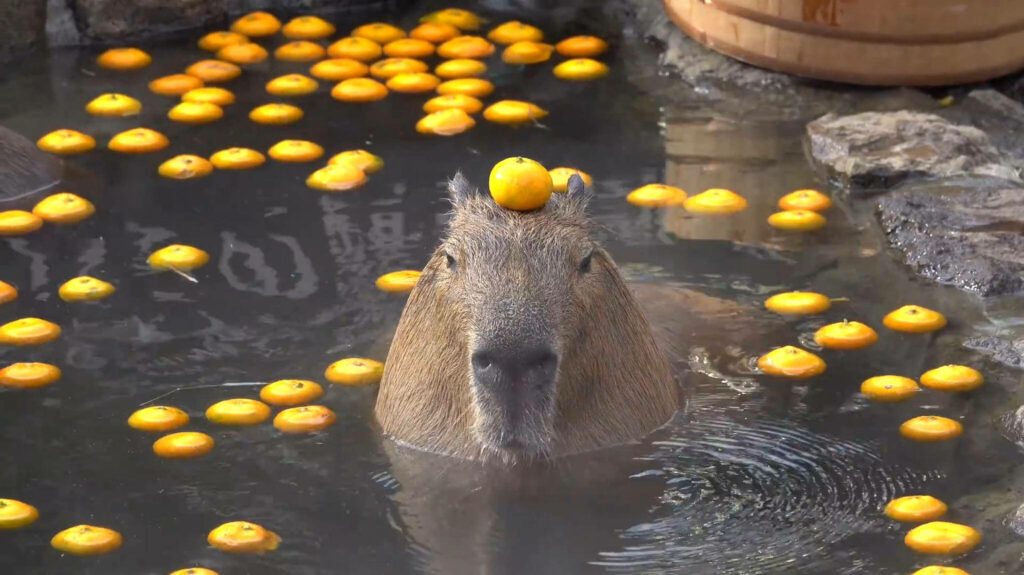 Capybara soaking in warm bath with floating oranges and one balanced on its head serene scene Wallpaper