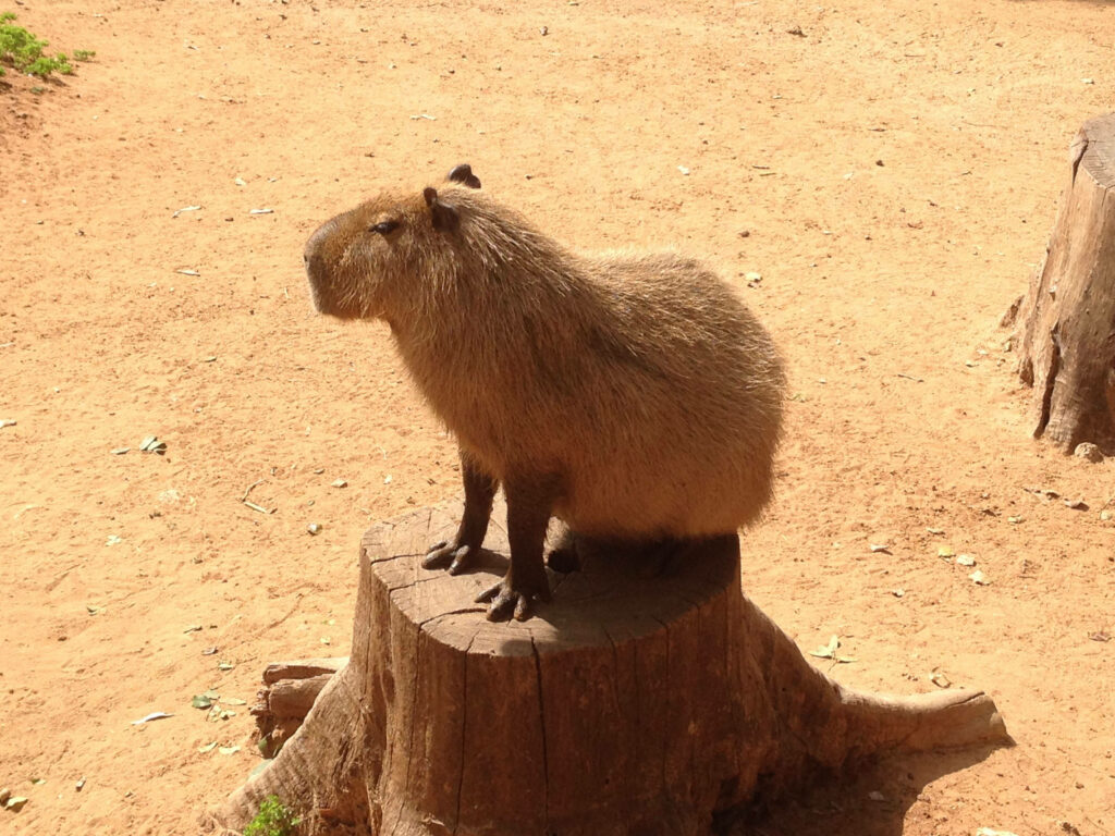 Relaxed capybara sitting on tree stump in sunlit sandy earth rustic nature background wallpaper