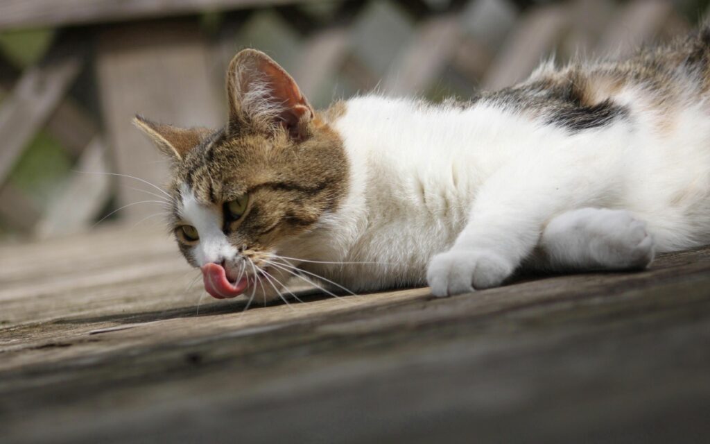 Relaxed Cat Self-Grooming Wallpaper with Soft Lighting