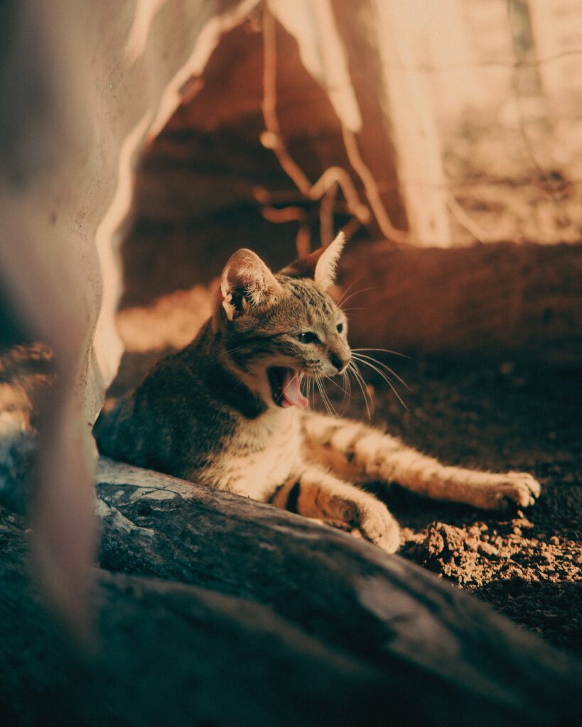 Serene Cat Wallpaper: Adorable Yawning Feline in Sunlight