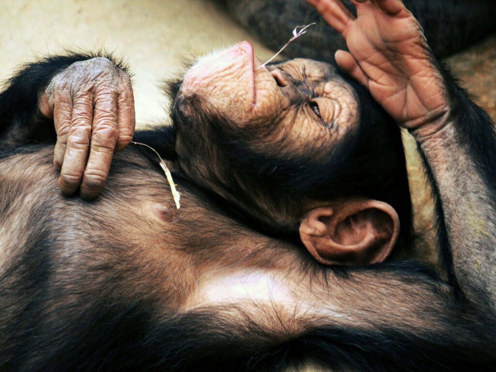 Relaxed Chimpanzee Wallpaper: Serene Nature Background