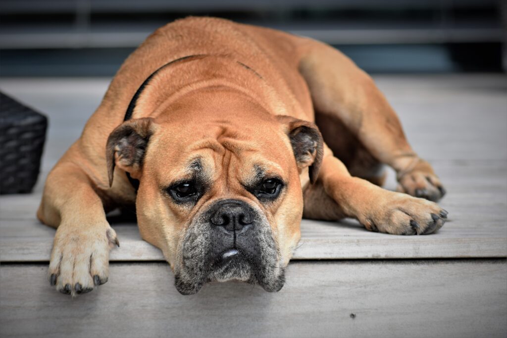 Charming Continental Bulldog Relaxing: Muzzle and Calm Background Wallpaper