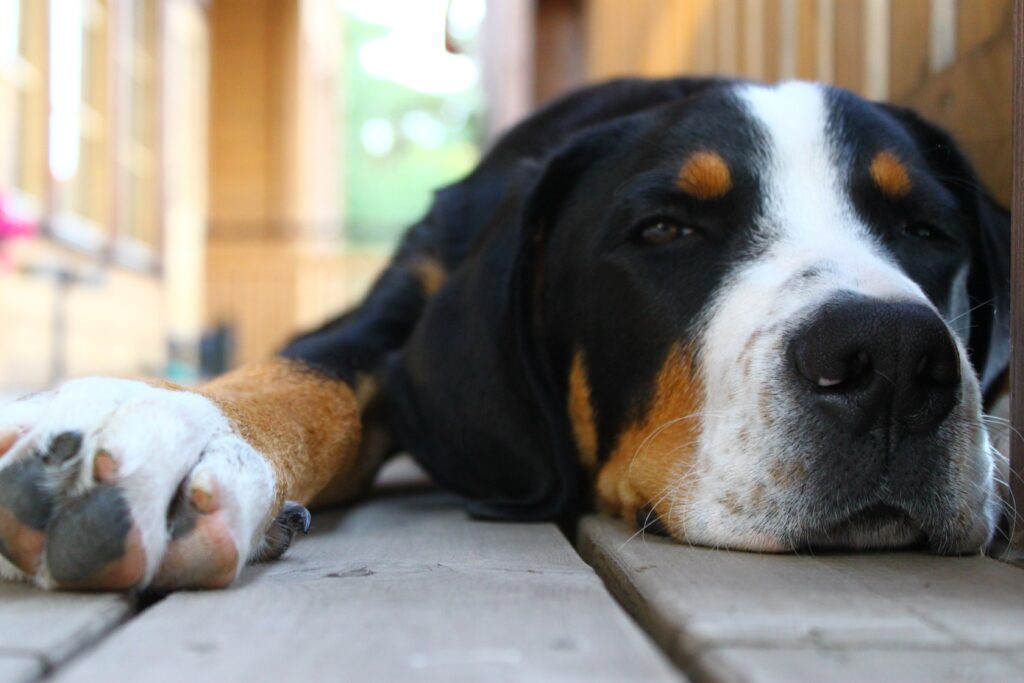Serene Spotted Dog Close-Up Wallpaper: Calm & Relaxed Vibes