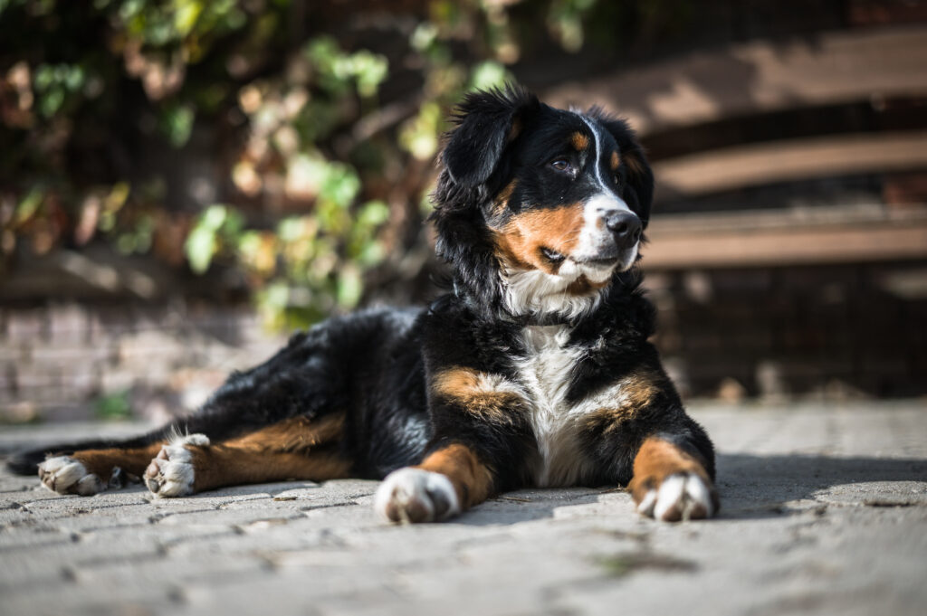 Serene Dog on Paved Surface with Vines and Bench Background Wallpaper