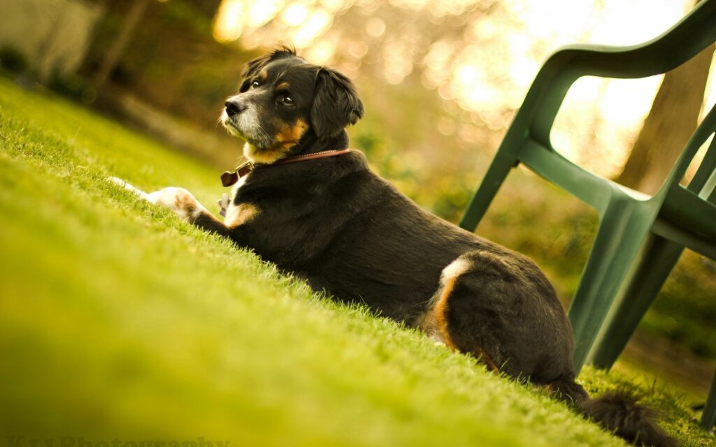 Relaxed Dog on Lush Lawn: Tranquil Outdoor Leisure Background Wallpaper