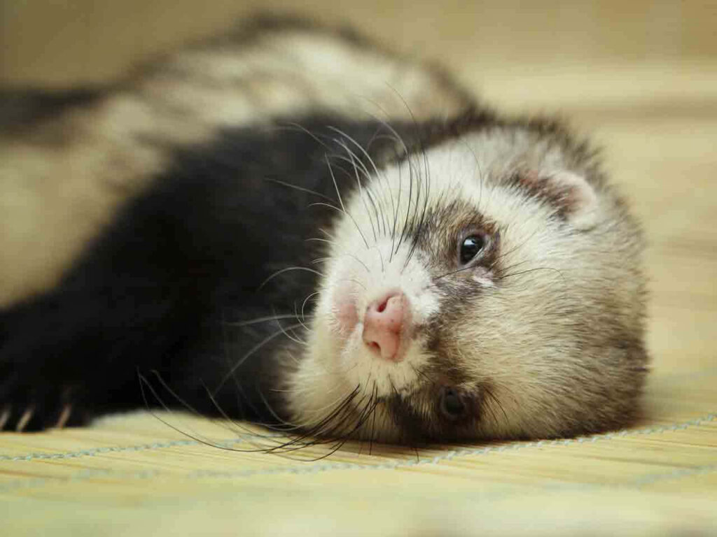 Soft-Furred Ferret Close-Up Wallpaper: Playful & Peaceful Nature