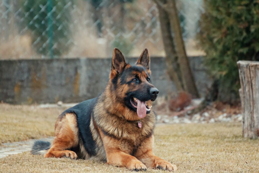 Relaxed German Shepherd on Grass - Playful Outdoor Wallpaper