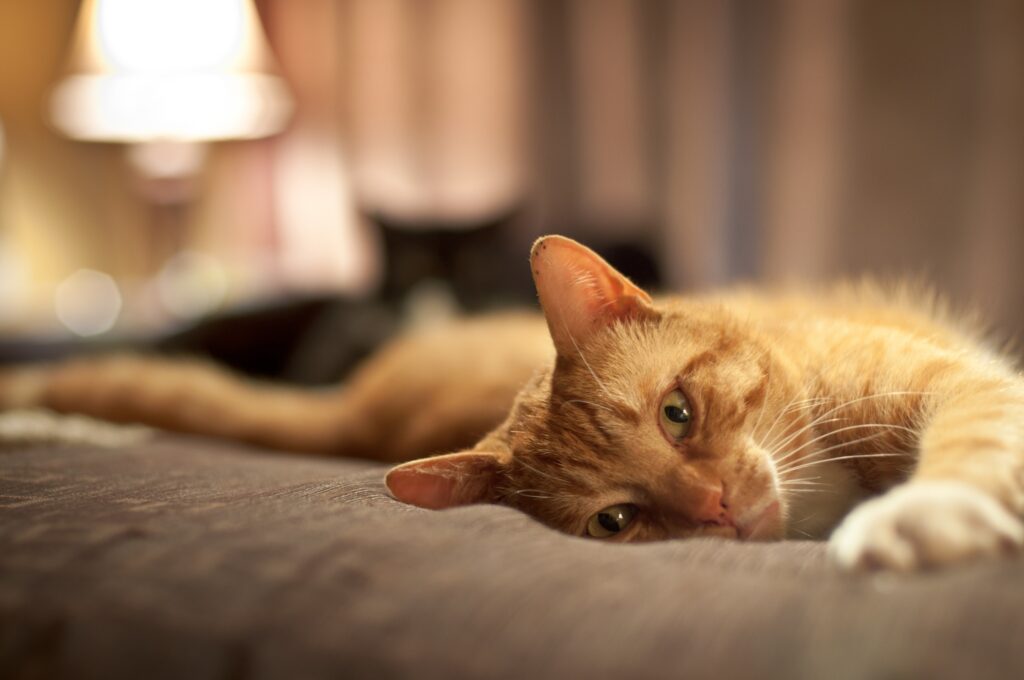 Relaxed Ginger Cat Wallpaper: Cozy and Serene Background Image