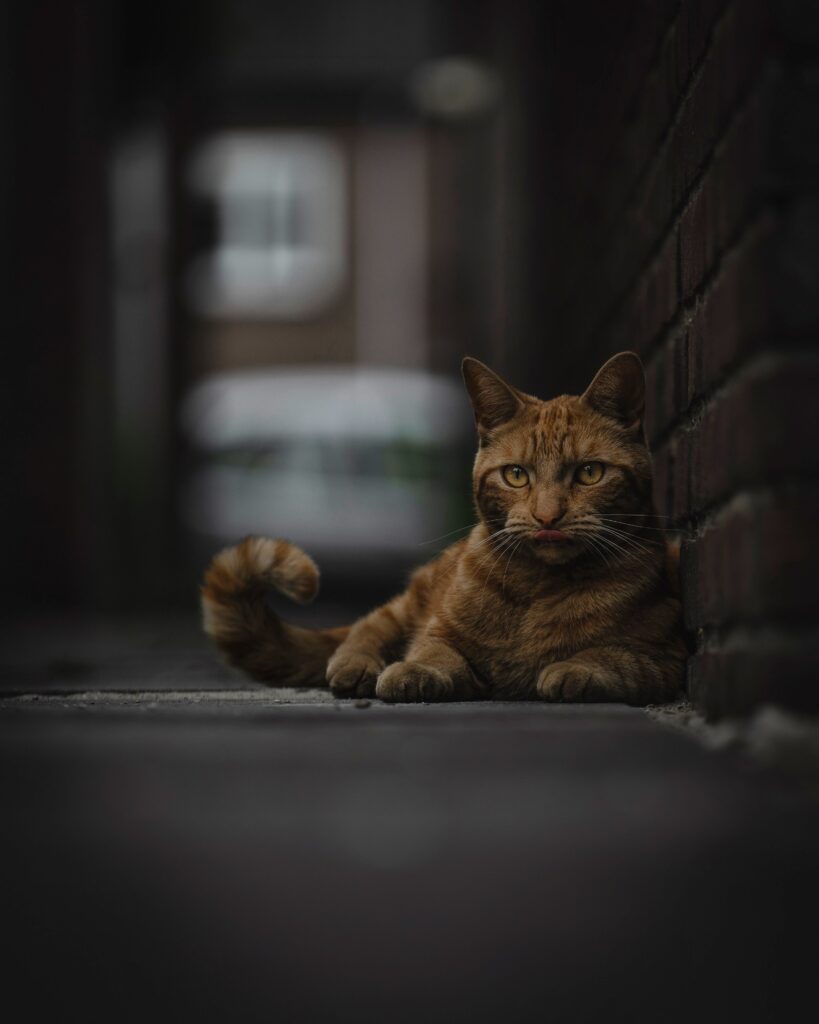 Relaxed Ginger Cat in Mysterious Dimly Lit Urban Alley Wallpaper
