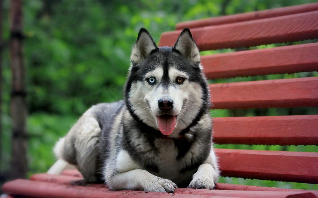 Husky Resting on Red Bench: Serene Outdoor Scene with Lush Greenery Wallpaper