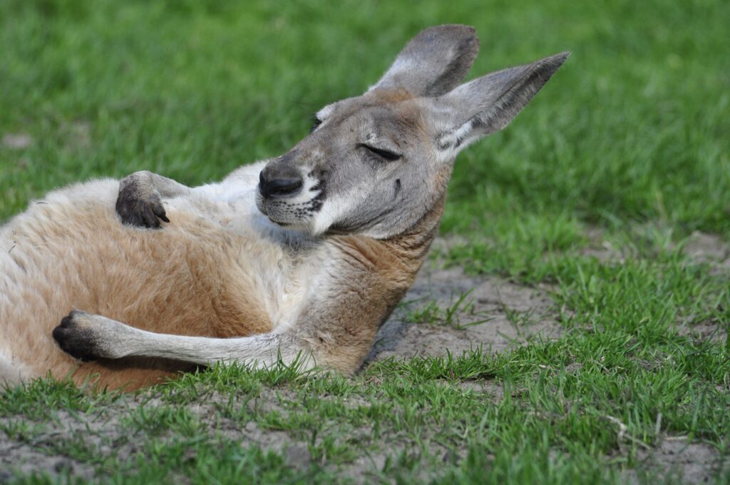 Relaxed Kangaroo Lounging in Grassy Habitat: A Humorous Moment Wallpaper