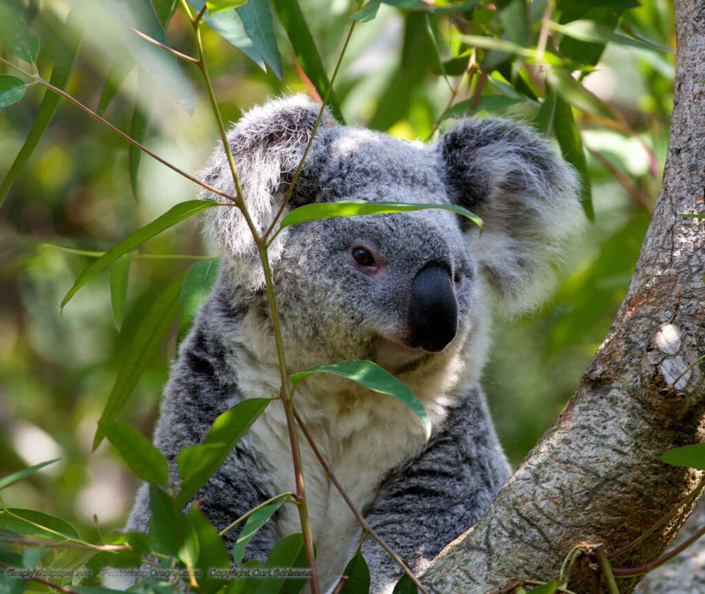 Serene Koala Wallpaper: Relaxed in Nature's Lush Green Background