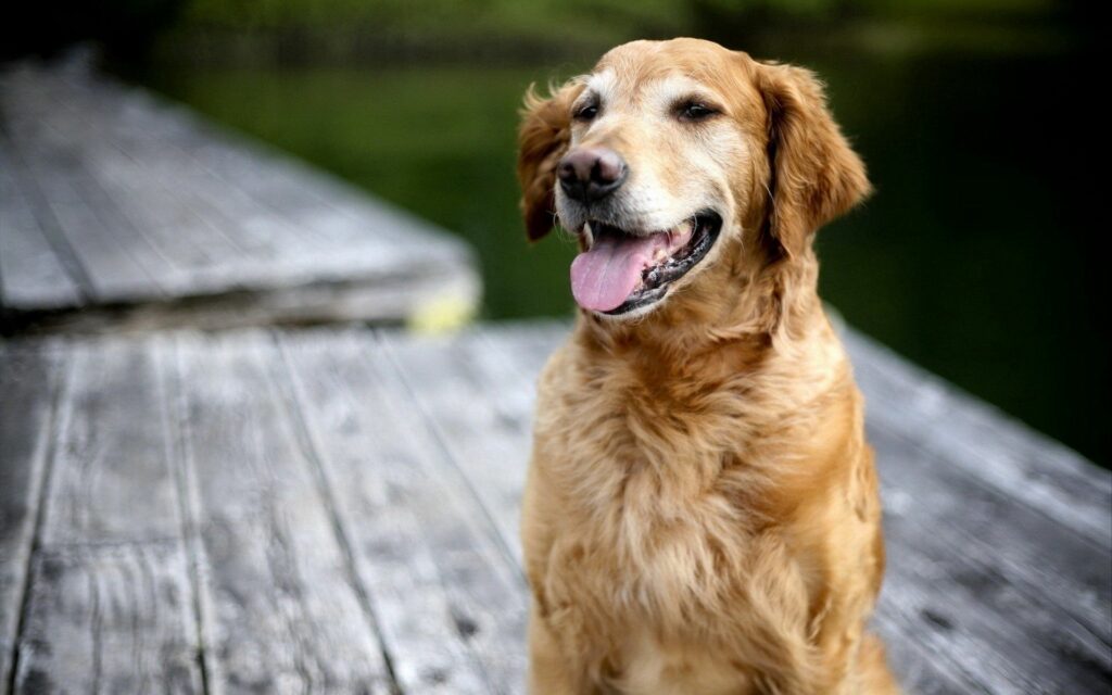 Happy Labrador on Dock: 1920x1200 Relaxing Nature Wallpaper