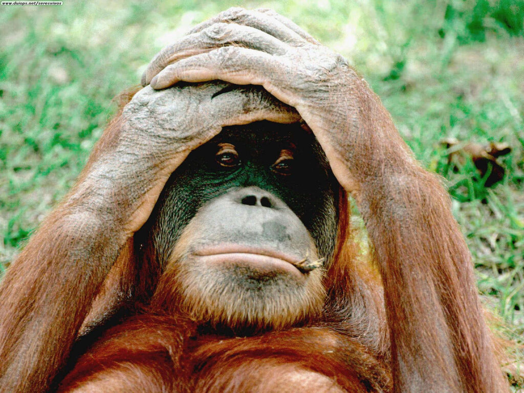 Orangutan Relaxing Amidst Lush Green Wallpaper for Serene Vibes