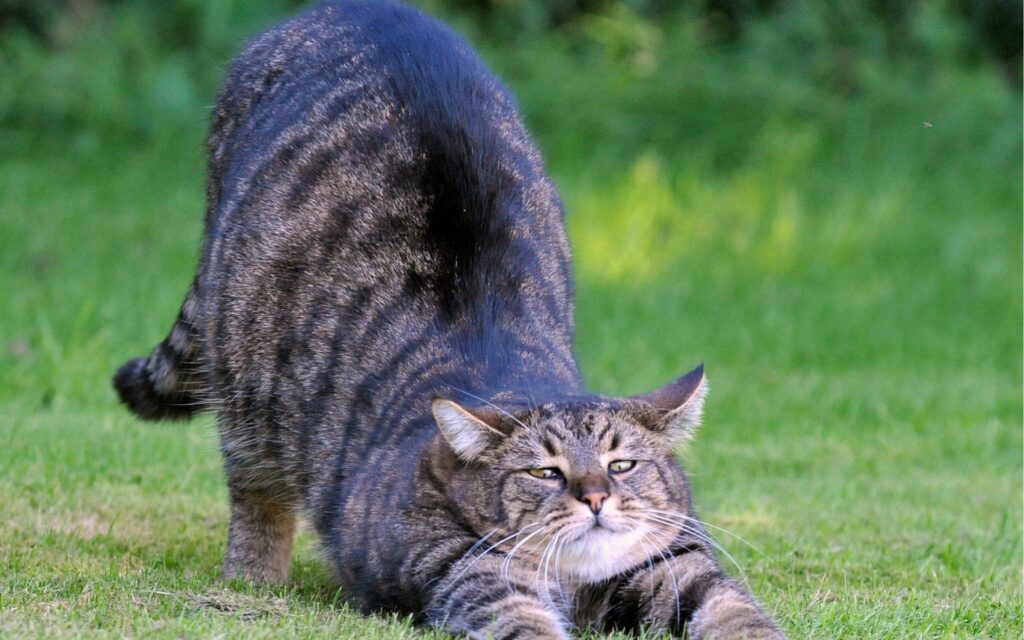 Relaxed Striped Cat Stretching on Lush Green Lawn Background Wallpaper