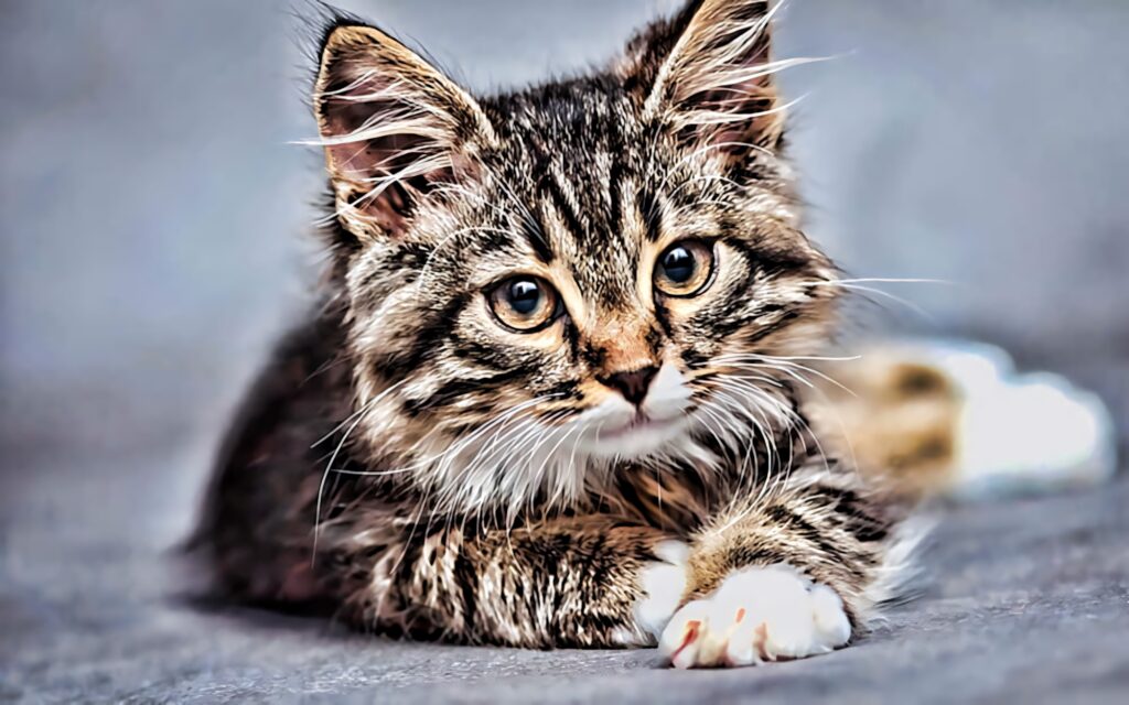 American Bobtail cat with fluffy fur and captivating eyes relaxing in a serene natural setting Wallpaper