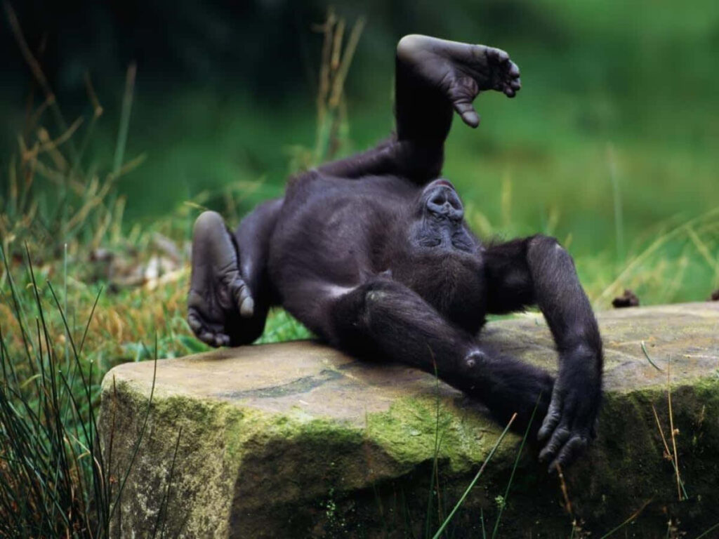 Serene Baby Gorilla Wallpaper: Playful & Lush Greenery Background